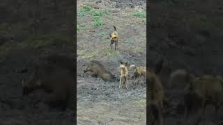 Against All Odds The Incredible Survival Story of a Warthog Who Outsmarted a Pack of Wild Dogs [upl. by Ecirtal]