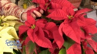 Poinsettias o Flores de Nochebuena y Navidad Informacion y Cuidados [upl. by Slerahc]