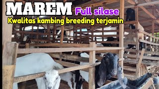 Ternak kambing Jawa Randu cukup silase onggok Ampas Tahu [upl. by Jakie]