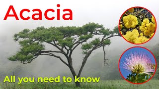 Everything You Need to Know About Acacia Trees [upl. by Einnad]