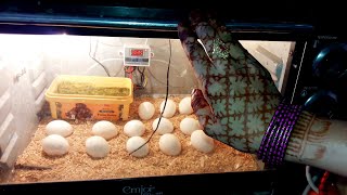 IDEAL Temperature and Humidity for Egg Incubator  Homemade Incubator [upl. by Deborah30]