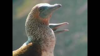 PBS Nature The Galapagos  The Ocean Travelers [upl. by Lihka]