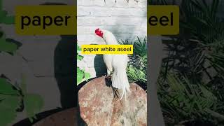 Paper white aseel rooster 🐓🐓shortvideo aseelvlog aseelmurga vlogebyroman [upl. by Htims]