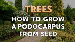 How to Grow a Podocarpus from Seed [upl. by Namruht833]