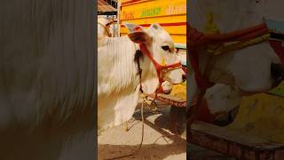 Best Quality Ongole Bulls shorts viralvideos [upl. by Ecile]