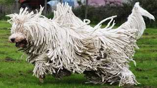 Best of Komondor  An Athletic dog [upl. by Noleta108]