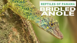 Bridled Anole Anolis frenatus [upl. by Uolymme331]