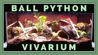 Building a Bioactive Ball Python Vivarium [upl. by Nitnert8]