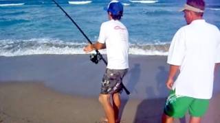 Sport Fishing for Sharks [upl. by Mccormac7]