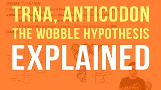 tRNA Anticodons and The Wobble Hypothesis [upl. by Didier162]