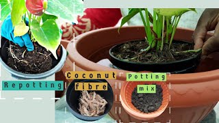 How Should I Repot My AnthuriumLaceleaf Plant [upl. by Leasi156]