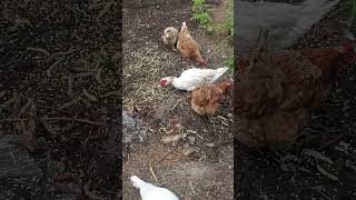 Куры и утки едят колоски \Chickens and ducks eat spikelets [upl. by Maura435]