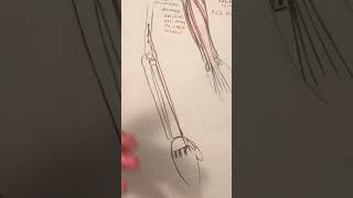 Exploring The Design Of The Hands Metacarpal Bones amp Extensor Muscles drawinghands anatomydrawing [upl. by Anigar]