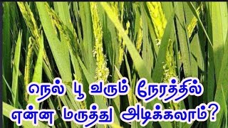 நெல் பூ வரும் நேரத்தில் என்ன மருத்து அடிக்கலாம் [upl. by Naened]