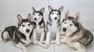 My Huskies Meet Their Husky Twins [upl. by Crowns]