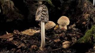 Magpie ink cap fungi growing amp liquefying timelapse [upl. by Neilla]