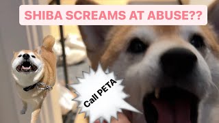 Shiba’s Screams About The Abuse [upl. by Eelhsa]