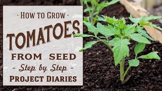 ★ How to Grow Tomatoes from Seed A Complete Step by Step Guide [upl. by Aryt90]