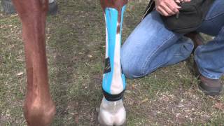 EquiTaping a Suspensory Ligament amp Providing Tendon Support [upl. by Wilburn]