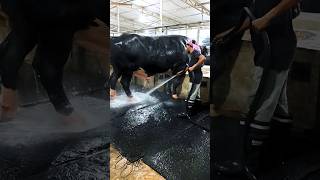 Holstein bull getting showered [upl. by Mw600]