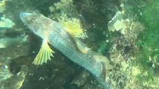 Legions of Fish  Solo Freedive Whytecliff Park [upl. by Ratib]