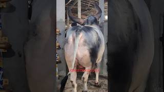 BIGGEST KANKAREJ OX OF KOLKATA 🔥 FROM ASLAM DAIRY FARM GOLBARI viralvideo shorts reels fyp cow [upl. by Lehrer]