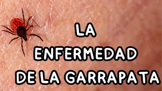 Si tienes MASCOTAS este video TE INTERESA  ENFERMEDAD DE LYME [upl. by Mohandas]