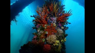 Busselton jetty diving [upl. by Damle]