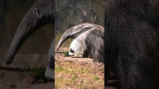 Decoding the Giant Anteaters Clever Camouflage anteater nature animals [upl. by Marina]