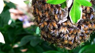 Catching a Wild Honeybee Swarm [upl. by Amre]