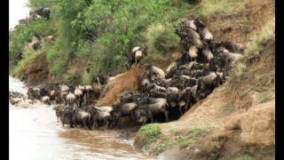 Safari  Mara Bush Camp  Masai Mara  Kenya sunworldsafaricom  day 7 part 12 [upl. by Judah]