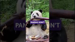 Pandas are the Dumbest Animals in the World shorts animals panda [upl. by Airbmak]