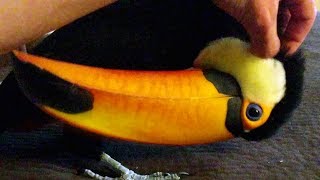 My Toucan can absolutely NOT stay still Until she wants cuddles [upl. by Criswell]