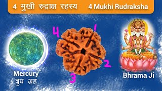 4 मुखी रुद्राक्ष के फायदे  Original 4 Mukhi Nepali Rudraksha benefits  4 मुखी रुद्राक्ष [upl. by Haimes]