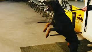 Aggressive Doberman Attacks  Making real aggression in protection [upl. by Yrol]