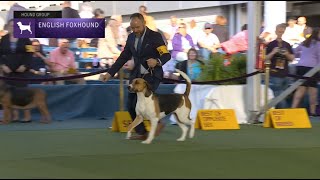 English Foxhounds  Breed Juging 2023 [upl. by Alyak]