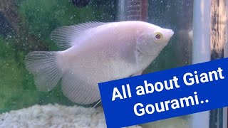 All about Giant Gourami Fish Care Tank Mates Food and Tank Size🌊🐟 [upl. by Mumford]