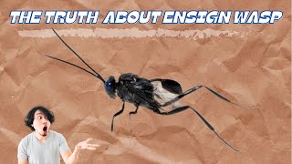 Ensign Wasp  what you should know [upl. by Gardal709]