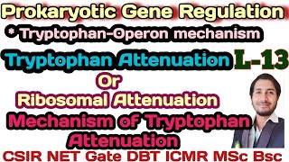 Prokaryotic Gene RegulationL13 Tryptophan Attenuation or Ribosomal Attenuation and its Mechanism [upl. by Aneehsit]