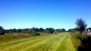 Percheron Horse Running [upl. by Steele141]