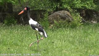 Saddlebilled Stork Walks Out of Scene SLOW MOTION [upl. by Nadbus]