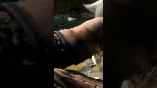 Mancing Nilem sungai Progo Full video httpsyoutubeRdm0JYkYaDIsi0GJxavQobGn8uIrw mancing [upl. by Llertnauq]