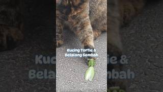 Kucing tortie yang lagi asik main kucing shorts [upl. by Blondelle]