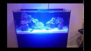 Red Sea Reefer 350 Part 4 ReviewEquipmentSumpGyre Review [upl. by Brenton50]