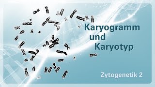 Zytogenetik 02 – Karyogramm und Karyotyp [upl. by Adolf]