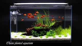 CLASSIC PLANTED AQUARIUM  Step By Step  Aquascaping [upl. by Schiff]