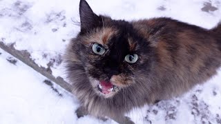 A fluffy Tortie Cat Meows on a Very Frosty Day [upl. by Fugate375]