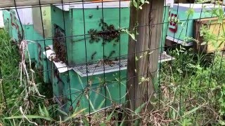 Combining Queenless Bees to QueenRight Colony [upl. by Einra]