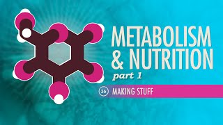 Metabolism amp Nutrition Part 1 Crash Course Anatomy amp Physiology 36 [upl. by Naul274]