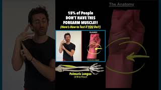 15 of People DON’T HAVE This Forearm Muscle Here’s How to Test if YOU Do Are You A Super Flexor [upl. by Nashoma]